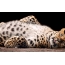 Schöner Leopard