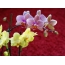 Orchideje na ploše
