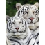 Tigres brancos