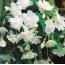 Witte begonia