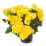 Begonia Yellow