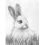 أرنب رسمت