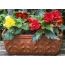 Begonia potted