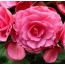 Rosa blomster