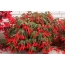 Red begonia