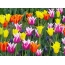 Vícebarevné tulipány