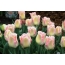 Jemné tulipány