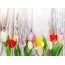 Wallpaper tulipani