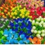 Tulipani multicolori