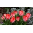 Scarlet tulipánok