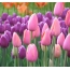 Hoa tulip màu tím và hồng