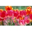 Gyönyörű tulipánok