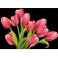 Rajzolt tulipán