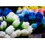 Bílé a modré tulipány