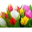 Hoa tulip nhiều màu