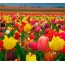 Cánh đồng hoa tulip