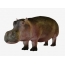 Gambar untuk anak-anak Hippo