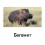 Gambar hippo
