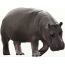 एक सेतो पृष्ठभूमिमा Hippo