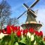 Mill, tulips