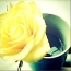 Žltá ruža