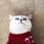 Biela mačka v sveter