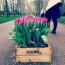 Aglio con tulipani
