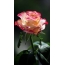 Szép rózsa a telefonon