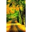 Autumn, forest, road