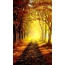 Estrada florestal de outono