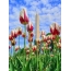 Campo de tulipa