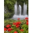 Waterfall, flowers