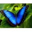 सुंदर निळा फुलपाखरू