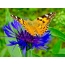 Butterfly on blue flower