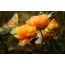 Orange flowers ndi butterfly
