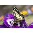 Motýl na fialový květ