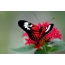 Butterfly qırmızı çiçəklərlə