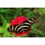 Motýľ na červený kvet