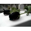 Mawar hitam