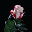 Bijela ruža na crnoj pozadini