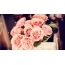 Pink roser