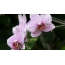 Orhideele de pe desktop