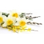 ʻO Daffodils