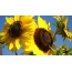 Mga Sunflower