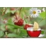 Tea, butterflies, flowers, berries