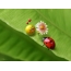Ladybug på blad