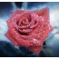 Rose in dew drops