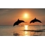 Sunset over the sea, dolphins