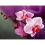 Orchids nzuri