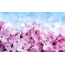 Lilac rau ntawm lub desktop